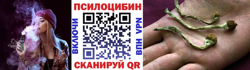 Купить  Ленинградская  Галлюциногенные грибы Psilocybe 